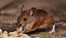 24 Hour & Emergency Exterminators in Elmer, NJ